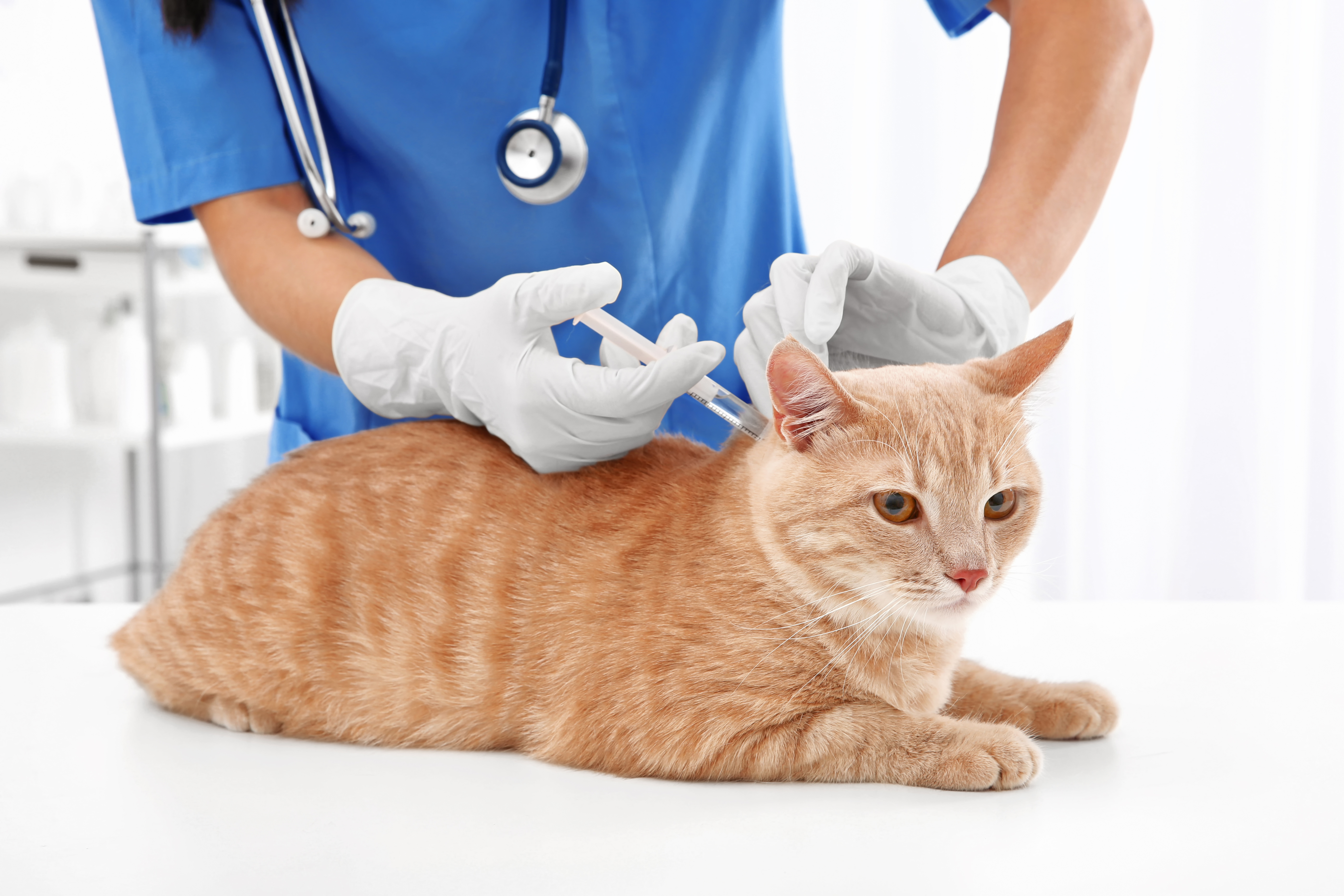 Привить кошку от бешенства. Вакцинация кошек. Кошка Ветеринария. Кот у ветеринара.