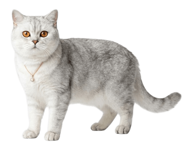 Подбор клички для кошки — Vet Union