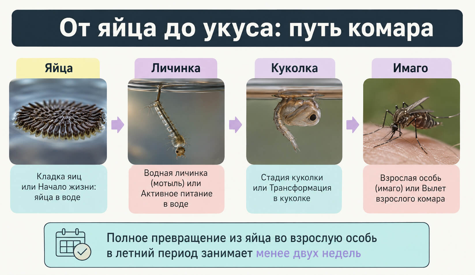 Жизненный цикл комара