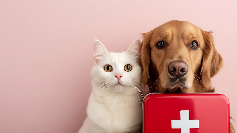 Что должно быть в ветеринарной аптечке