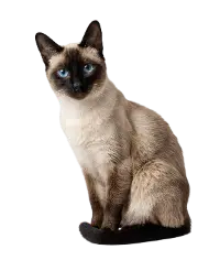 Сиамская