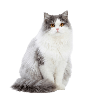 Персидская