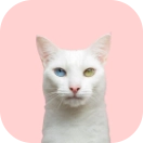 Имена для кота на букву Я