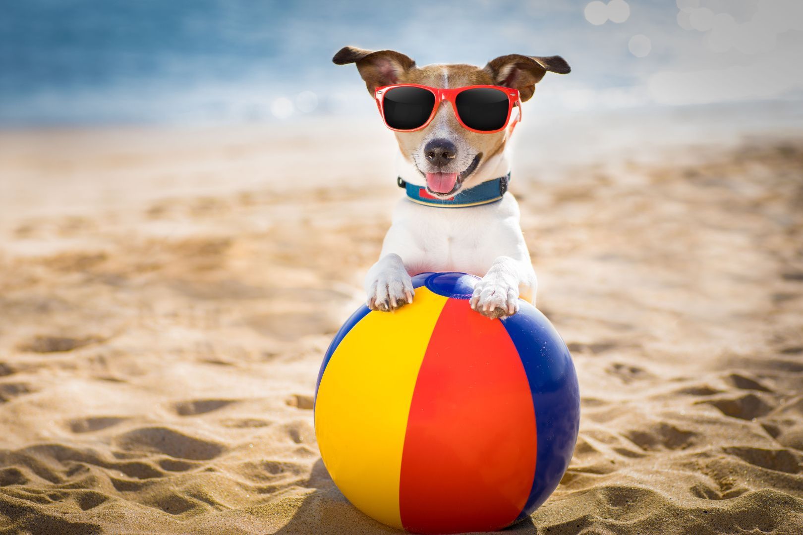 Пляжный сезон для собак