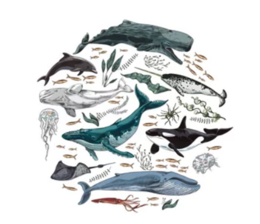 Серия вебинаров о морских млекопитающих