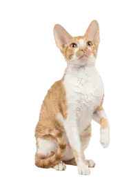 Корниш-рекс 
