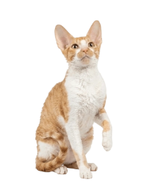 Корниш-рекс