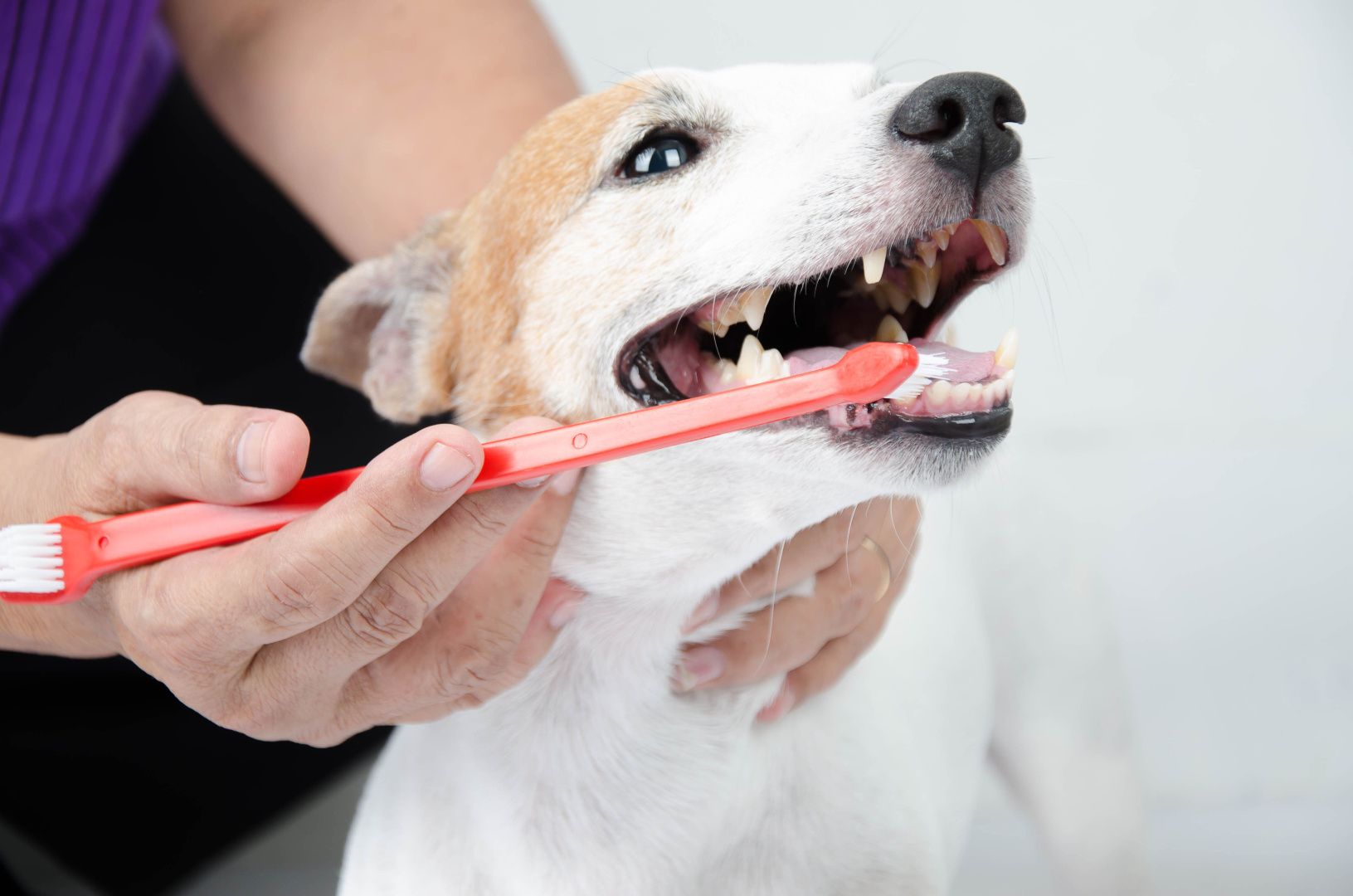 Чем почистить зубы собаке или кошке?