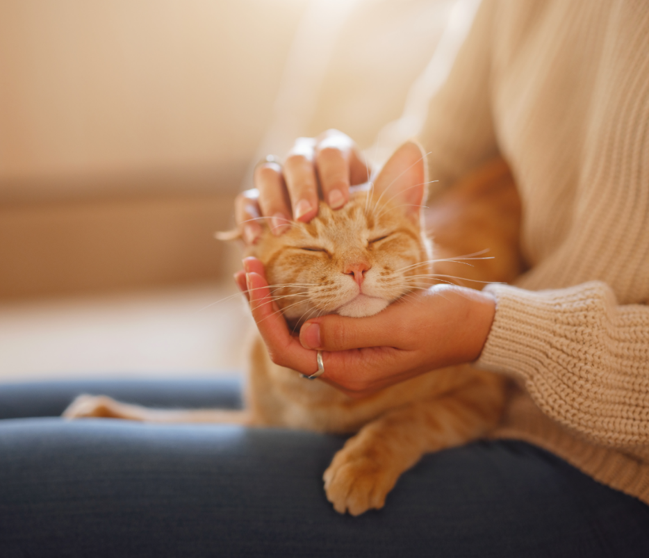 Анализ исследований заражения и передачи COVID-19 животными