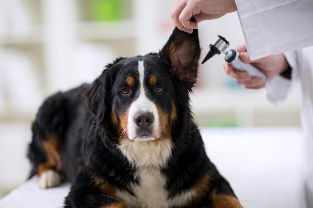 Болезни ушей у собак