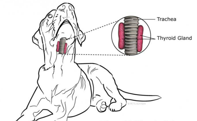 Лекция с Максимом Беленсоном