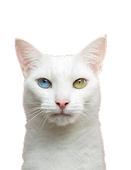 Кошка / кот