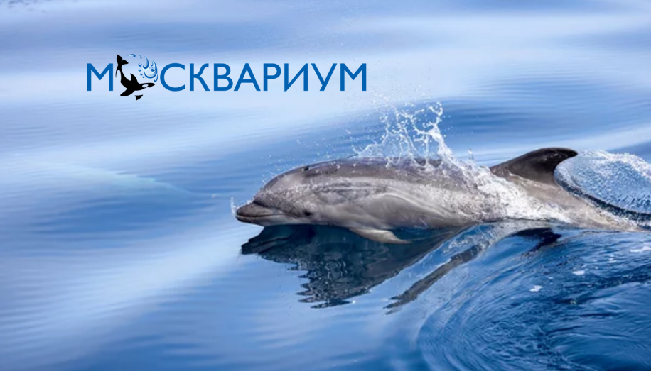 Vet Union на Международной научно-практической конференции "Океан в городе"