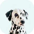 Бордер-колли