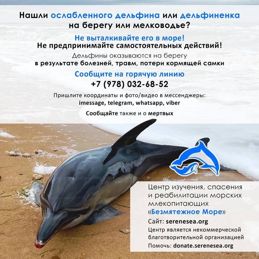 Vet Union перечисляет 5% от суммы в вашем чеке в центр изучения, спасения и реабилитации дельфинов