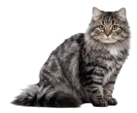 Сибирская