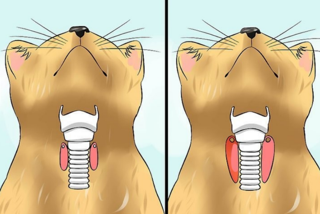 Щитовидная железа под контролем