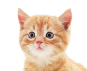 Для тех, кто у нас впервые