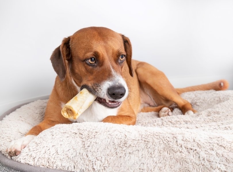 Оленьи рога: польза и вред для собаки
