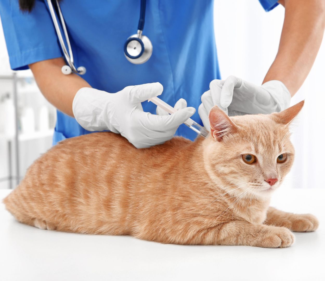 Хронические вирусные инфекции кошек