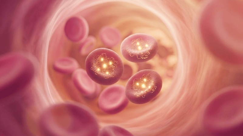 Анемия кошек и собак – диагностический подход