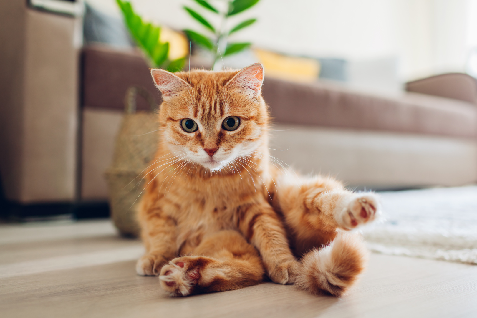 Расстройства и нарушения пищеварения у кошек: причины и симптомы