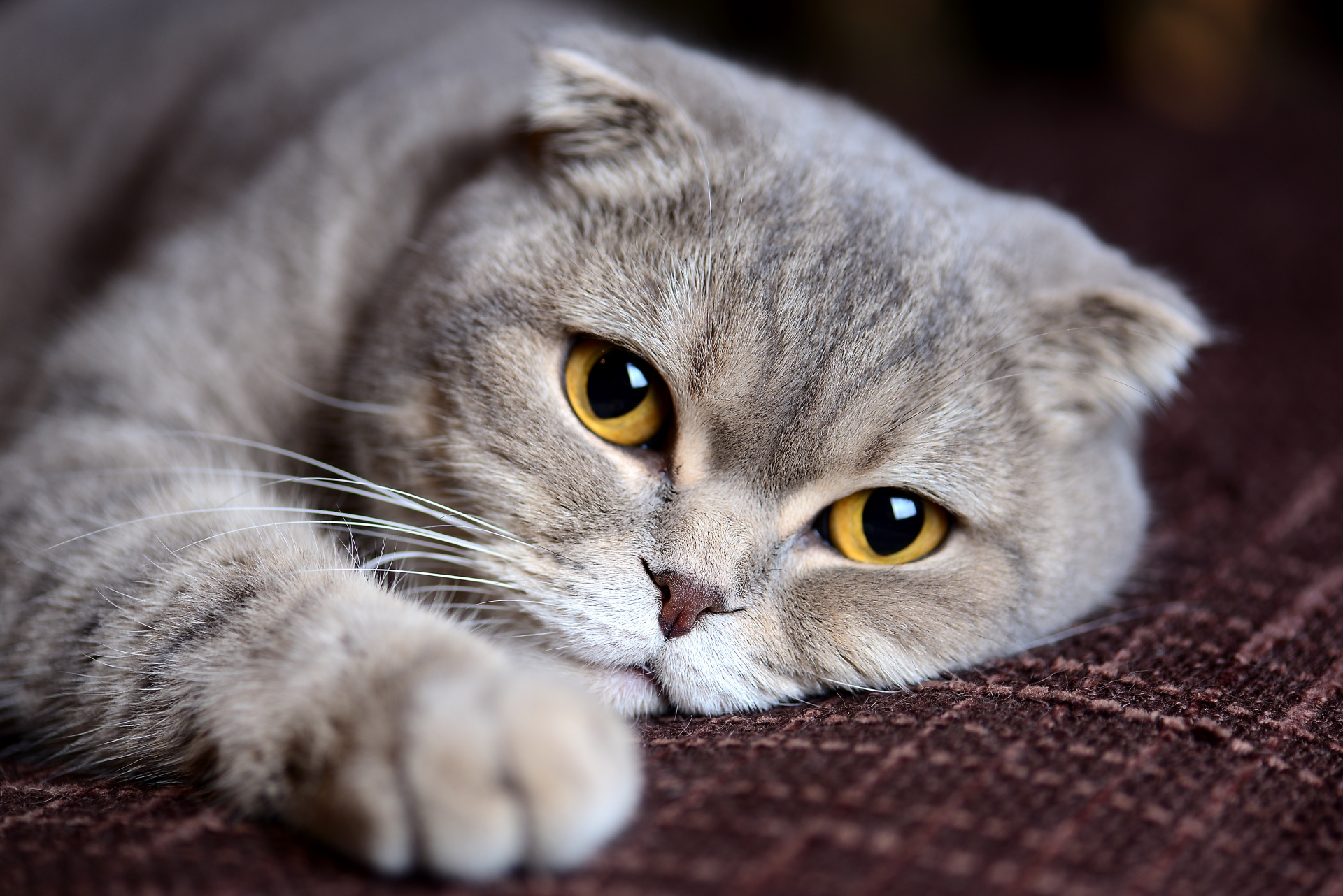 кошка.jpeg