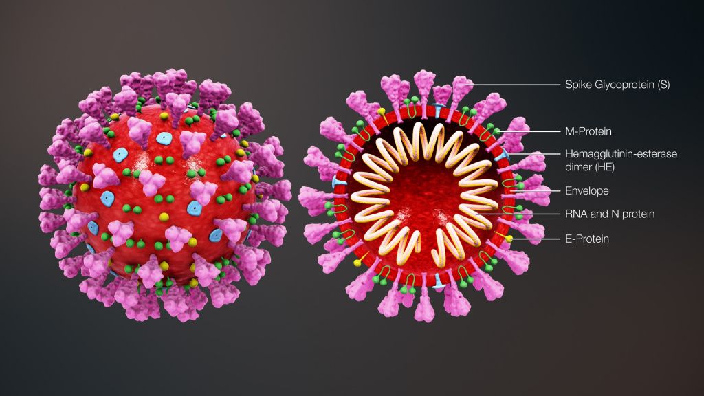 Структура коронавируса (Coronaviridae) под микроскопом: фото (3D-модель)
