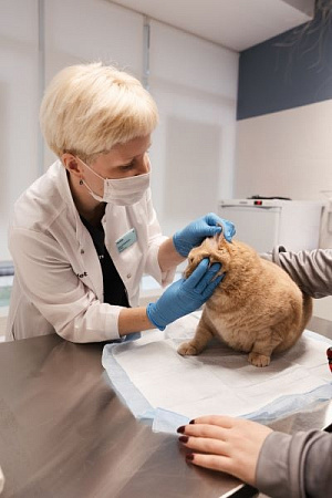 После этого врач проведет взвешивание и измерит температуру животного (нормальная температура для собак 37,5-39,0°C, для кошек - 38,0-39,5°C). По результатам данных анамнеза и осмотра поставит предварительный диагноз, при необходимости назначит обследования (анализ крови, инструментальная диагностика и др.), далее - назначит подходящее лечение.<br>