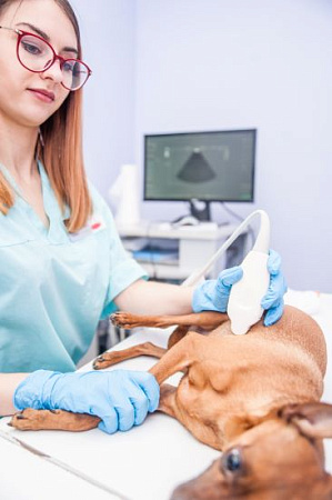 <p>
	 Перед началом исследования животное укладывают в необходимое положение и забривают участок шерсти для создания акустического окна.&nbsp;
</p>
<p>
	 В исключительных случаях процедуру можно проводить без выбривания шерсти и в нестандартном положении тела.
</p>