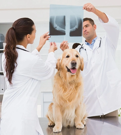 Для выполнения снимка пациента нужно расположить на специальной поверхности,
внутри которой находится воспринимающая пластина. Положение животного зависит
от области интереса.&nbsp;