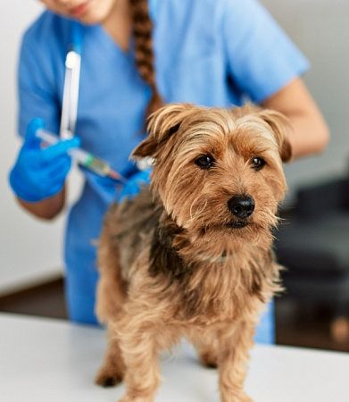 <p>
	 На приеме врач проводит подробный сбор информации о жизни и самочувствии животного, перенесенных заболеваниях, особенностях поведения.
</p>
<p>
	 Если врач обнаружит первичные признаки вируса или последствия от перенесенной инфекции, могут быть назначены экспресс-тесты, обследования или первичное симптоматическое лечение.
</p>