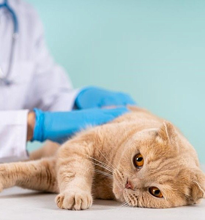 <p>
	 На первичном приёме тщательно собирается анамнез (данные об общем состоянии, текущем заболевании, предыдущие травмы и болезни, вакцинации и другое).
</p>
<p>
	 Далее проводится полный клинический осмотр Вашего питомца, который включает физикальный осмотр (пальпацию брюшной полости, лимфоузлов, осмотр слизистых), измерение температуры, пульса, дыхания, пальпации конечностей,&nbsp;позвоночного столба и др.
</p>
 <br>