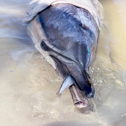 Vet Union перечисляет 5% от суммы в вашем чеке в центр изучения, спасения и реабилитации дельфинов