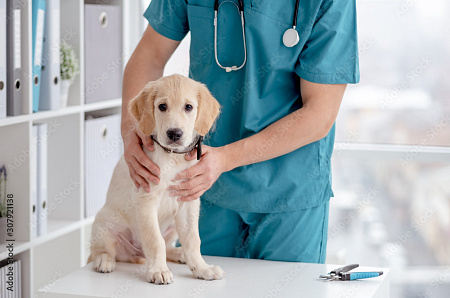 Врач проводит осмотр, ставит диагноз и определяет необходимость госпитализации. Размещение животного в стационаре происходит по рекомендации лечащего
врача с согласия владельца.&nbsp;