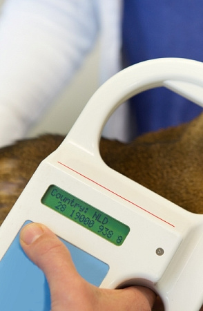 Чип в шприце хранится в индивидуальной, закрытой упаковке. Предварительно врач считывает номер чипа на предмет его корректного отображения, далее сравнивает с указанным на индивидуальной упаковке. Затем чип при помощи шприца вводится подкожно, и далее еще раз проверяется на теле животного для отображения номера чипа.&nbsp;