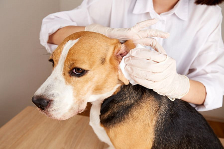 <p>
	 Необходимые анализы можно сдать сразу на приеме, по основным исследованиям результат будет получен в течение нескольких минут. Согласно полученным данным определяется ведущий симптом болезни и выстраивается список дифференциальных диагнозов,&nbsp;назначается лечение, при необходимости - дополнительная диагностика.
</p>