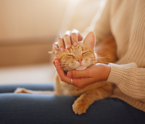 Анализ исследований заражения и передачи COVID-19 животными