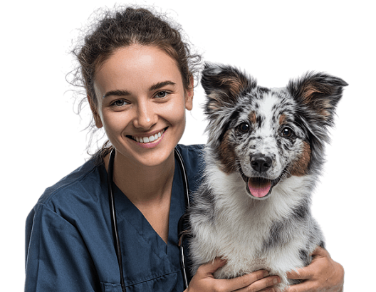 Ветеринарный врач - пульмонолог