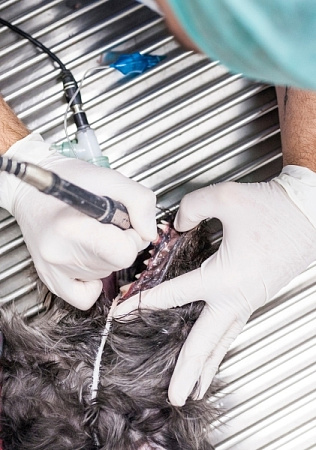 Любые стоматологические процедуры по принятым международным стандартам проводят только под общим наркозом. При этом мы используем не общую анальгезию пациента, а глубокий сон и местное обезболивание ротовой полости, что позволяет нашим пациентам просыпаться почти сразу после окончания всех манипуляций. Только так мы можем обеспечить качественный осмотр и санацию ротовой полости без боли и страха для домашних животных.