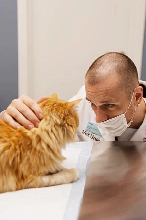 После осмотра анестезиолог подробно объясняет владельцу степень анестезиологического риска и выбранный протокол наркоза. При необходимости назначаются дополнительные исследования: предоперационный профиль анализов крови (биохимия и клиника), скрининговое УЗИ сердца (ЭхоКГ) или коагулограмма. Это необходимо для того, чтобы подобрать наиболее щадящие препараты и точно рассчитать дозировки, минимизируя нагрузку на жизненно важные органы питомца