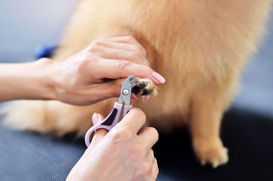 Как правильно стричь когти?