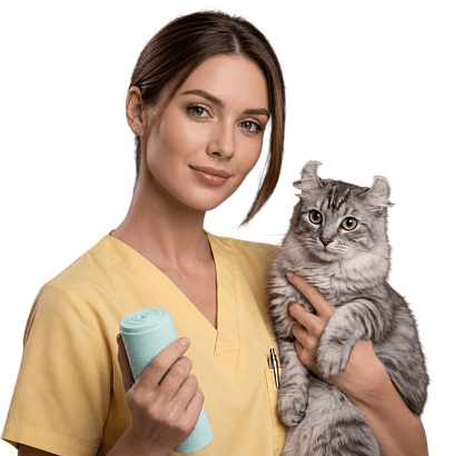 ветеринар держит на руках кошку