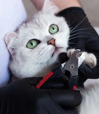 По завершении всех манипуляций специалист повторно осматривает животное: проверяет состояние ушей после чистки, оценивает качество стрижки когтей, убеждается в отсутствии раздражений кожи. При выявлении отклонений — воспаления ушного прохода, врастания когтя, патологического наполнения параанальных желез — владельцу даются рекомендации по лечению или назначается консультация ветеринарного врача. Также специалист объясняет, как ухаживать за питомцем дома, и согласовывает оптимальную частоту последующих визитов.