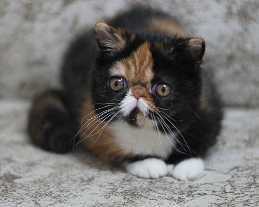 Породные заболевания экзотических кошек