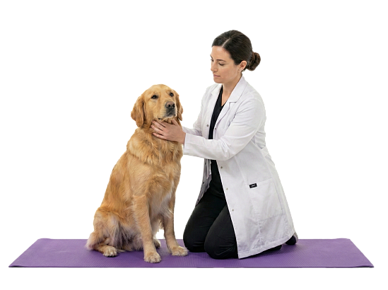 Ветеринарный врач - Эндокринолог