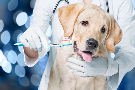 <p>
	 Далее формируются предварительные диагнозы, составляется план лечения, назначается симптоматическая терапия (при необходимости). Могут понадобится дополнительные анализы в случае, если симптомы указывают на сопутствующие вирусные инфекции.
</p>