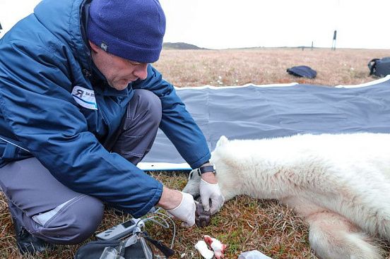 Ветеринарный врач Vet Union вместе с командой спас белого медведя в Диксоне