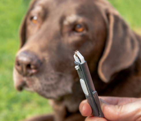 Боррелиоз собак в России: обзор и новые данные