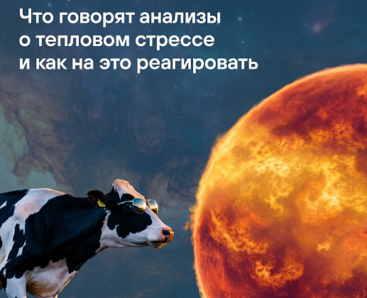 Вебинар «Что говорят анализы о тепловом стрессе и как на это реагировать»